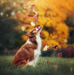 Border Collie im Herbst
