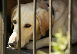 ein Hund wartet im Tierheim