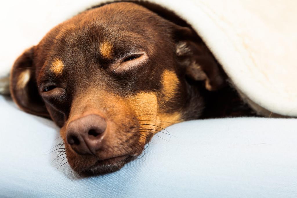 ein Hund schläft