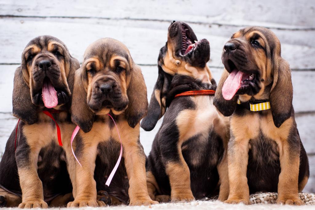 Hundewelpen sitzen nebeneinander