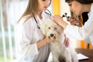 Tierarzt kontrolliert Hundeohr
