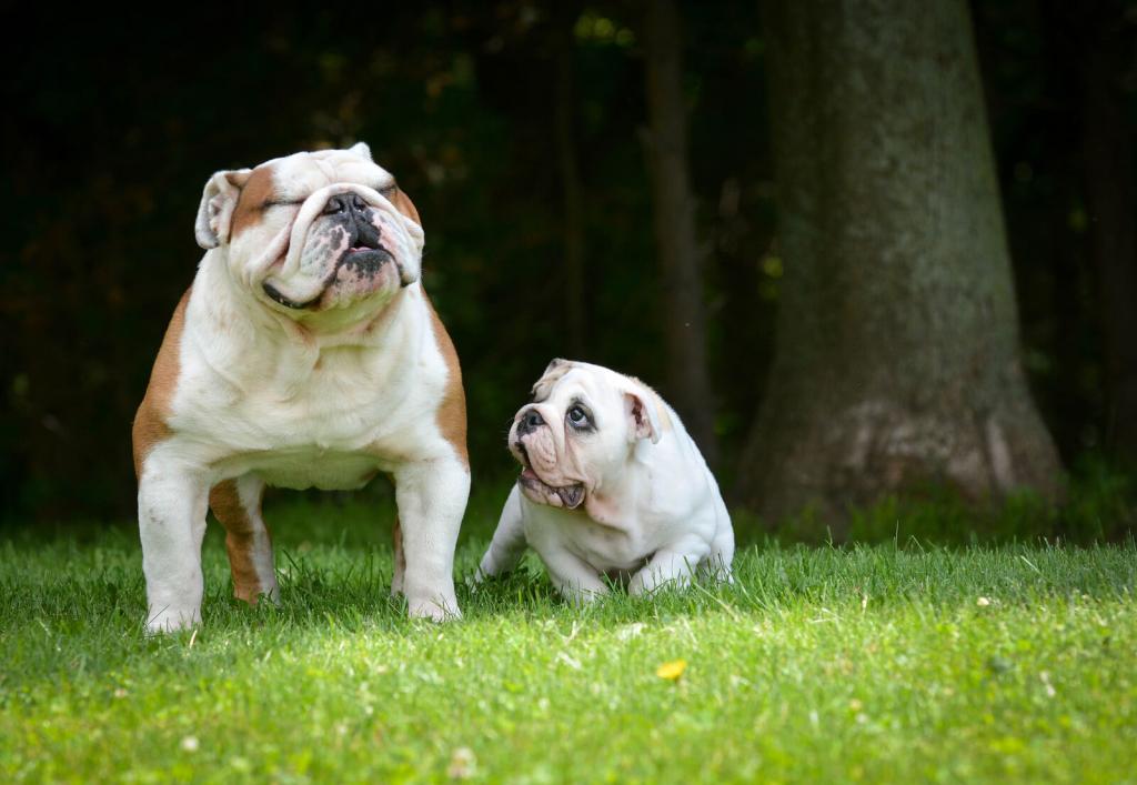 Ein erwachsener Hund und ein Welpe