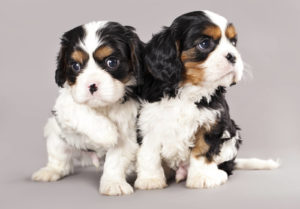 Cavalier King Charles Welpen