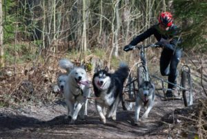 Dogscooting mit drei Hunden