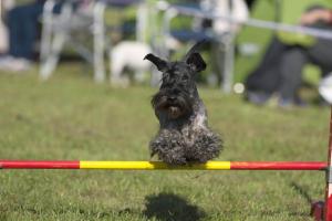 ein Hund macht Agility Vorschaubild
