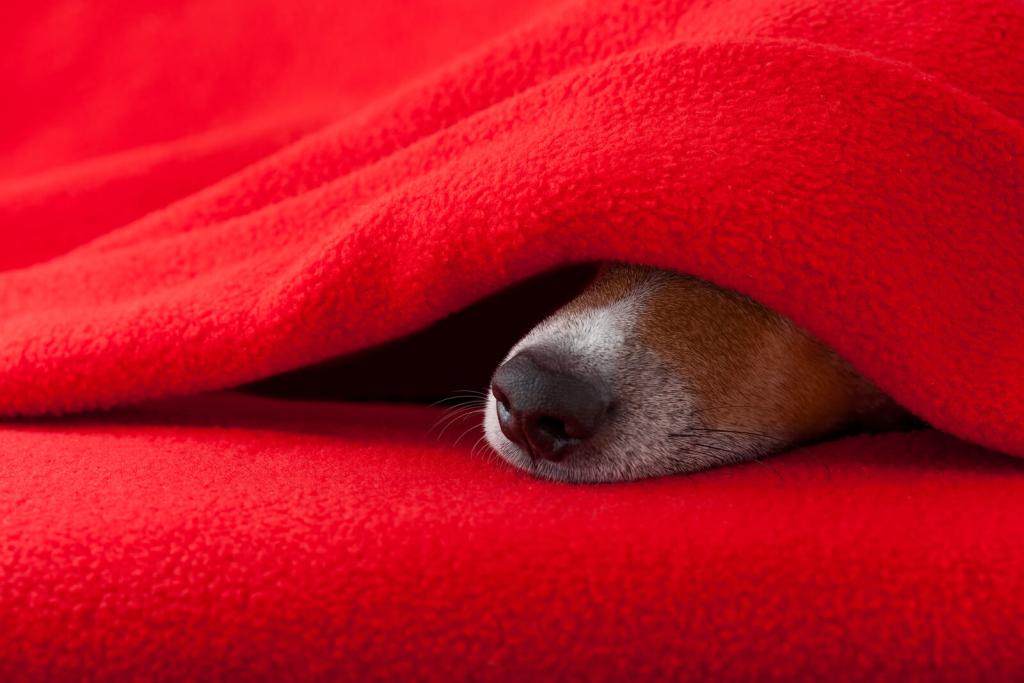 eine Hundeschnautze schaut unter einer Decke hervor
