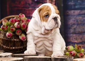 Englischer Bulldoggen Welpe Vorschaubild