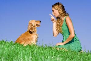 Frau erzieht ihren Hund Vorschaubild