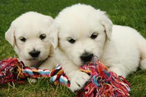Golden Retriever Welpen Vorschaubild