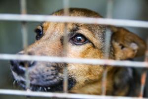 Hund im Tierheim Vorschaubild