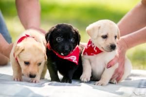 Labrador Retriever Welpen Vorschaubild