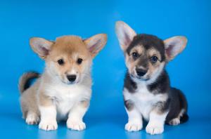 Welsh Corgi Pembroke Welpen Vorschaubild