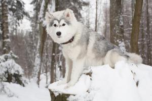 Wintertipps für den Hund Vorschaubild