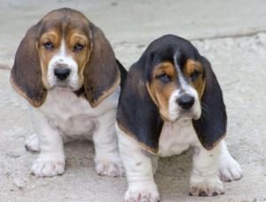 zwei Basset Hound Welpen