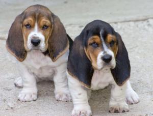 zwei Basset Hound Welpen