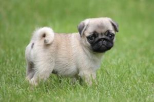 Mops Welpe Vorschaubild