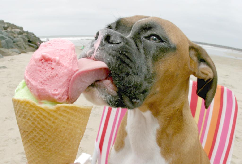 Hund mit Eis