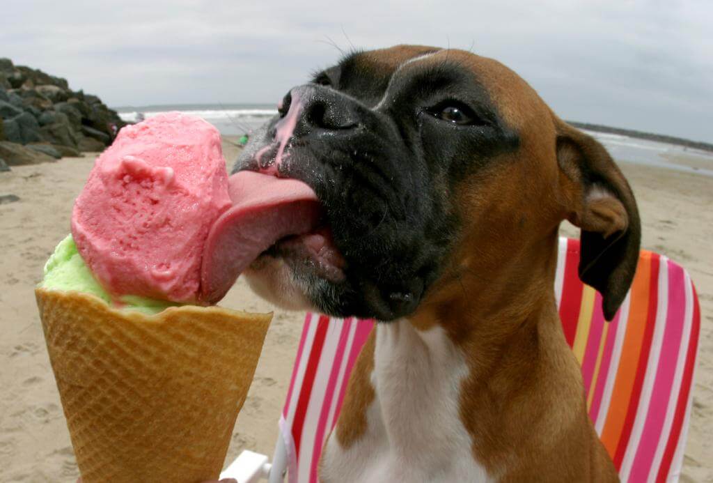 ᐅ Hundeeis schnell und einfach selber machen › guterHund.de