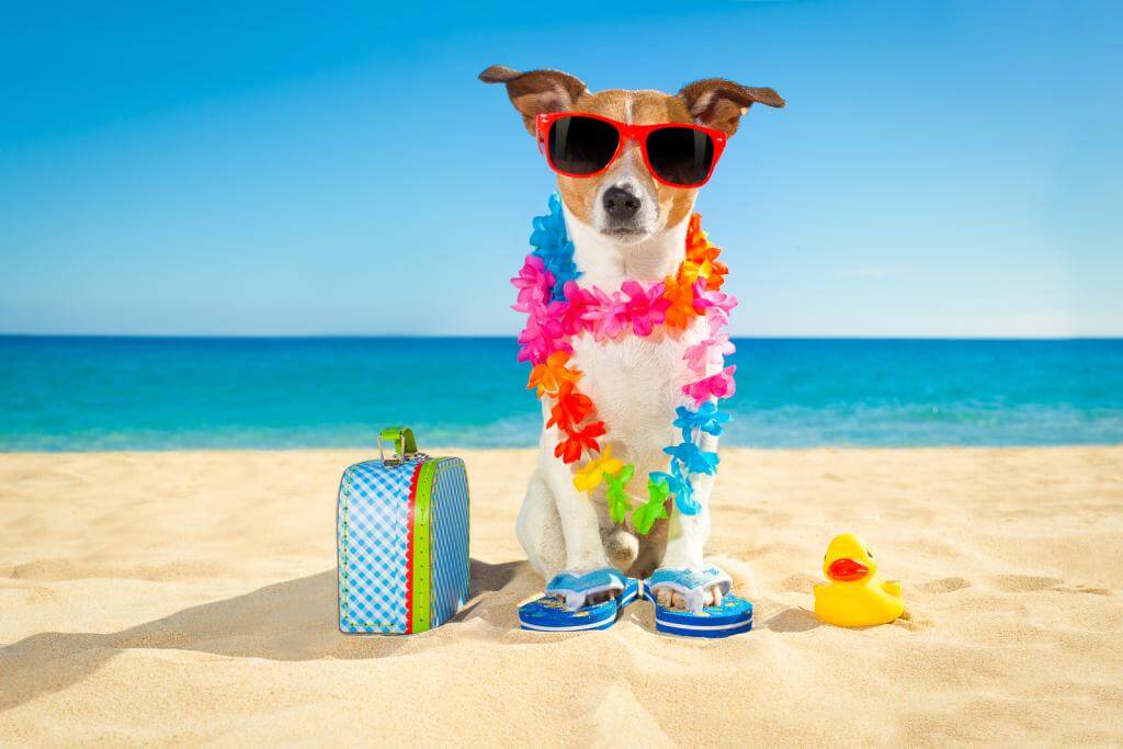 ein Hund am Strand