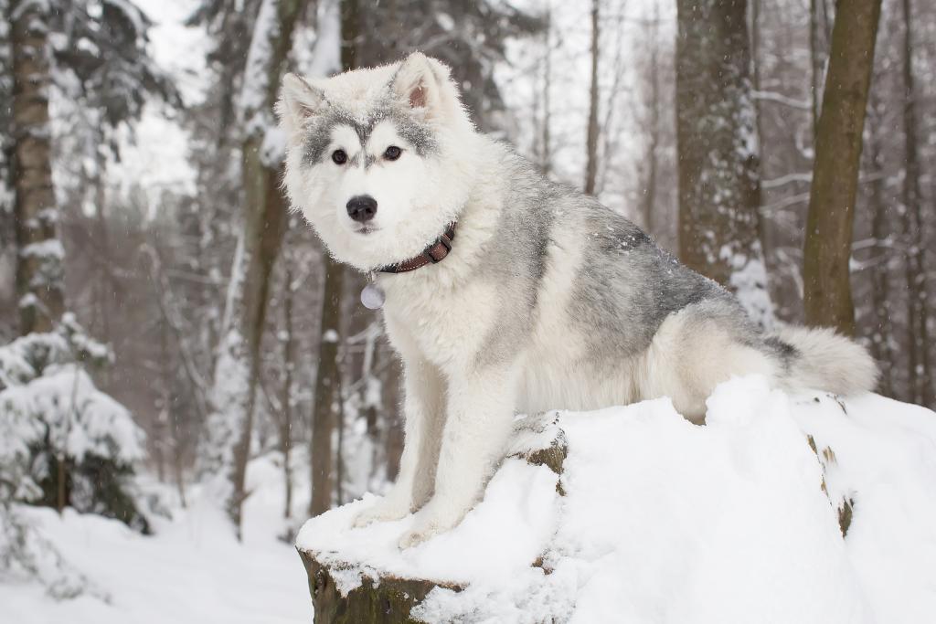 ein Hund im Schnee
