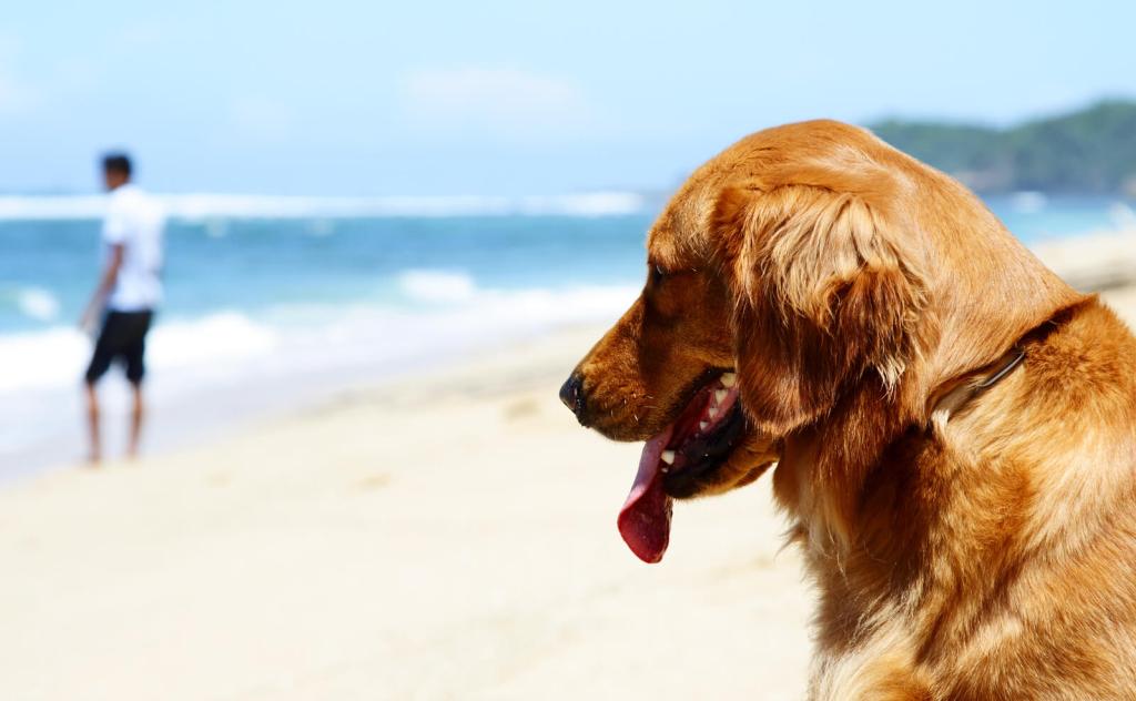 Hund mit Sonnenstich