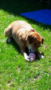 Mücke mit Hunde Eis