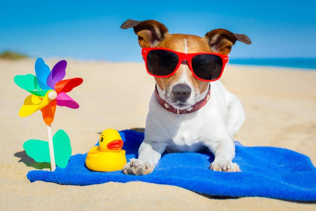 Sonnenbrand bei Hunden