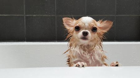 Chihuahua badet