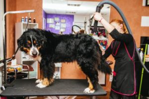Blower hund - Nehmen Sie unserem Testsieger