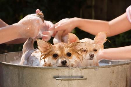 drei Chihuahuas in einer Badewanne
