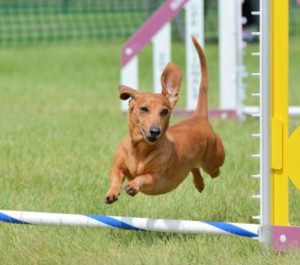 ein Dackel macht Hundesport Vorschaubild