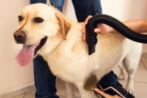 ein Golden Retriever wird geföhnt