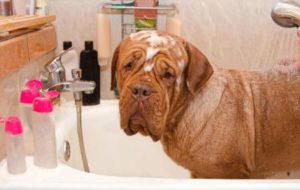 ein grosser Hund wird gebadet