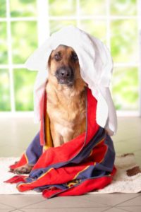 ein Hund eingewickelt mit Handtüchern