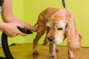 ein junger Hund wird geföhnt