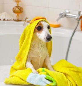 ein Terrier wir abgetrocknet