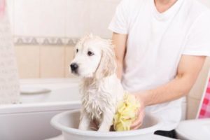 ein Welpe wird gebadet