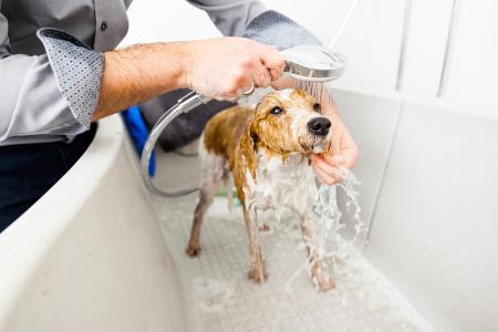 einen Hund an die Badewanne gewöhnen