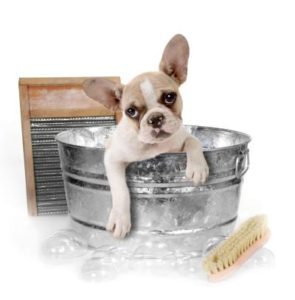 French Bully Welpe in einer Badewanne