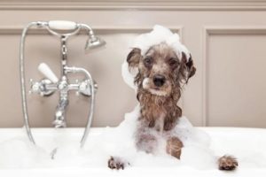 Hund im Schaumbad