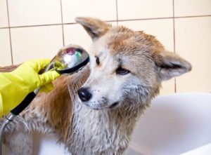 Hund in Badewanne
