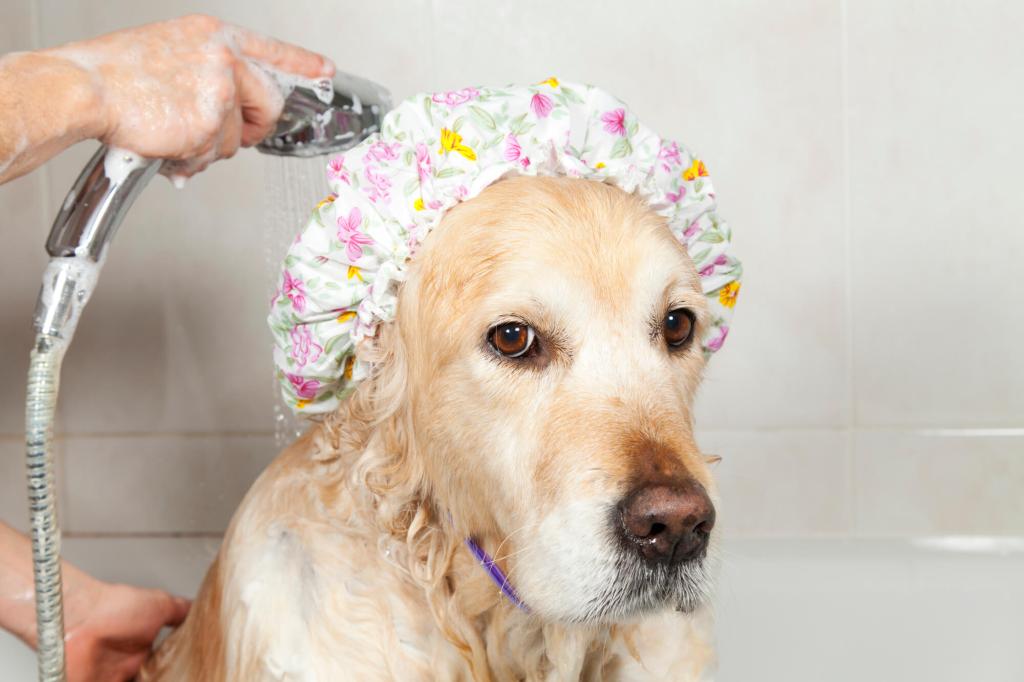 Hund mit Bademütze