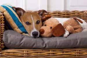 Hund mit Schmussetier im Hundebett Vorschaubild