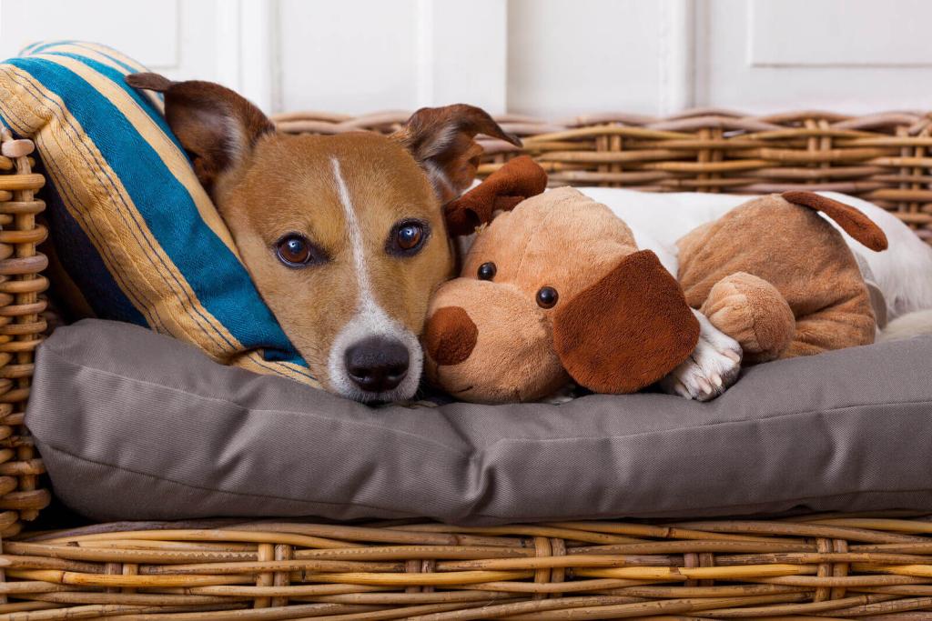 Hund mit Schmussetier im Hundebett