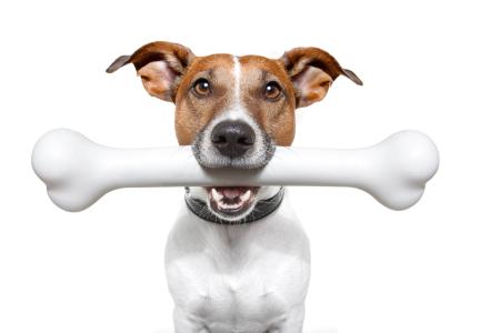 Hund mit sehr großem Knochen
