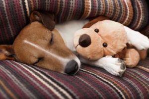 Hund schläft mit Schmussetier