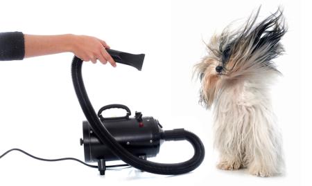 Hund wird geföhnt Vorschaubild