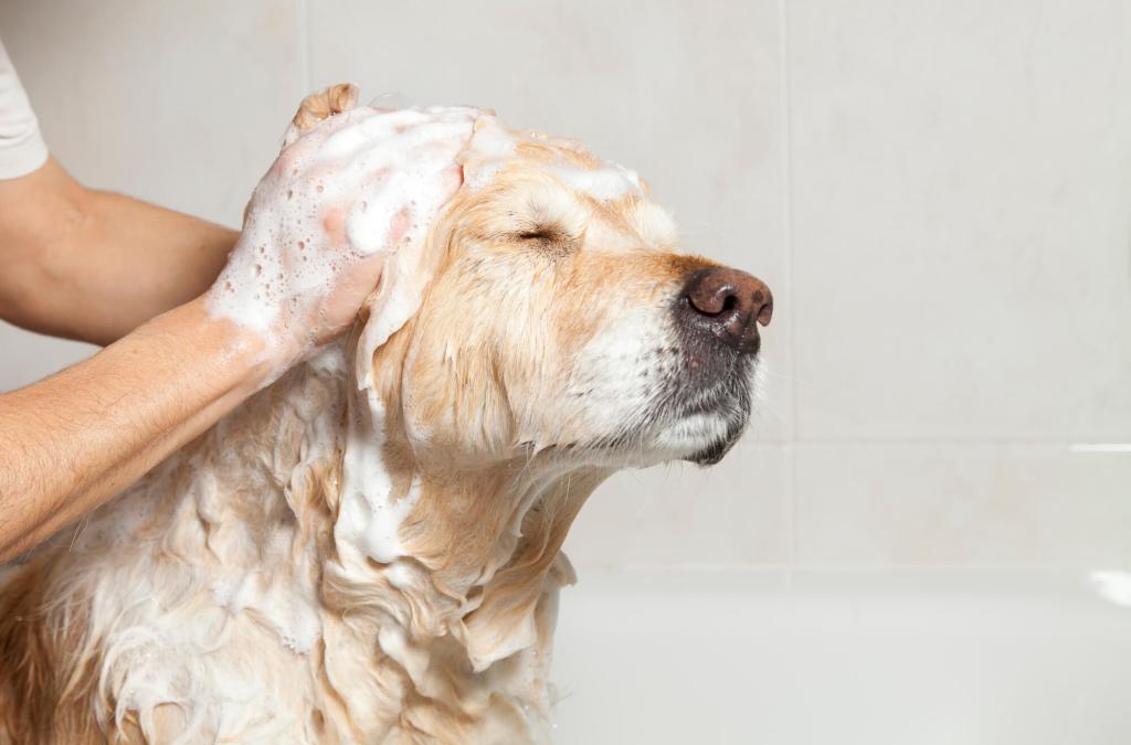 einem Hund wird Kopf gewaschen