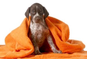 Jagdhundwelpe wird abgetrocknet