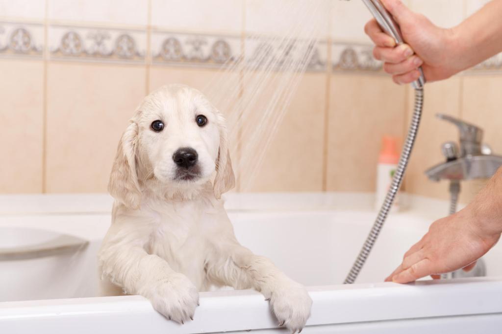 ᐅ Der Welpen Bade Guide › guterHund.de